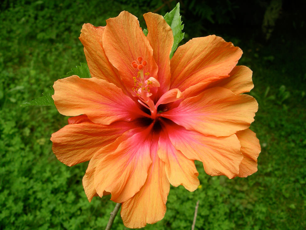 Orange Hibiscus