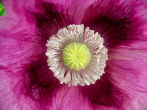 flower close-up