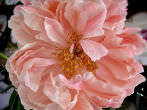 Jill's peony.'