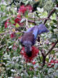 Tui on flowering pohutukawa tree.