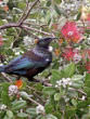 Tui on flowering pohutukawa tree.