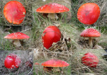 Autumn mushrooms