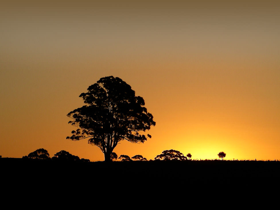 Evening Tree